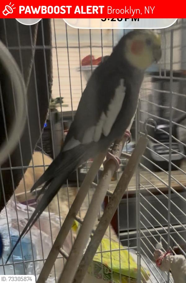 Lost Unknown Bird last seen , 2853 Brighton 6th St, Brooklyn, NY 11236, Brooklyn, NY 11235