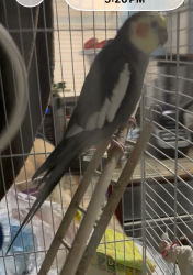 Lost Unknown Bird last seen , 2853 Brighton 6th St, Brooklyn, NY 11236, Brooklyn, NY 11235