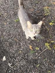 Found/Stray Female Cat last seen Speedway, Indianapolis, IN 46222