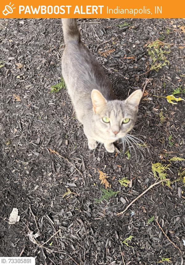 Found/Stray Female Cat last seen Speedway, Indianapolis, IN 46222