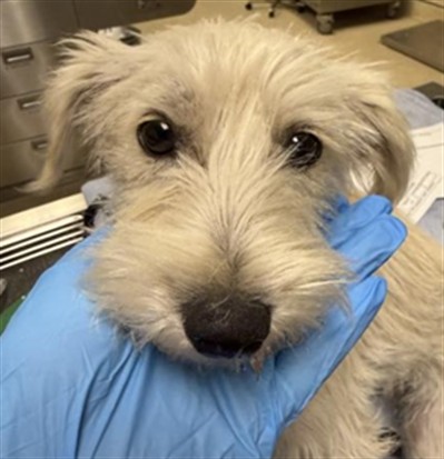Shelter Stray Male Dog last seen JURUPA AVE, STREETER AVE, JURUPA VALLEY, 6851 Van Buren Boulevard, Jurupa Valley, CA 92509, USA