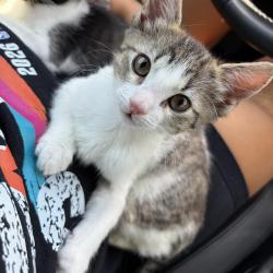 Shelter Stray Unknown Cat last seen Near BLOCK VANCE JACKSON, 4710 TX-151, San Antonio, TX 78227, USA