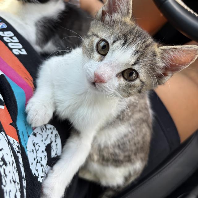Shelter Stray Unknown Cat last seen Near BLOCK VANCE JACKSON, 4710 TX-151, San Antonio, TX 78227, USA