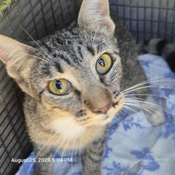 Shelter Stray Female Cat last seen Near BLOCK DOBBS, 4710 TX-151, San Antonio, TX 78227, USA