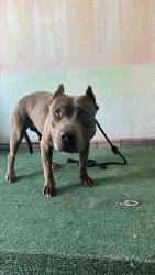 Shelter Stray Female Dog last seen , 4275 Elton St, Baldwin Park, CA 91706, USA