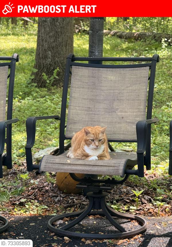 Lost Male Cat last seen Reid and Hibernia roads, West Caln Township, PA 19320