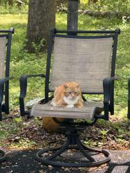 Lost Male Cat last seen Reid and Hibernia roads, West Caln Township, PA 19320