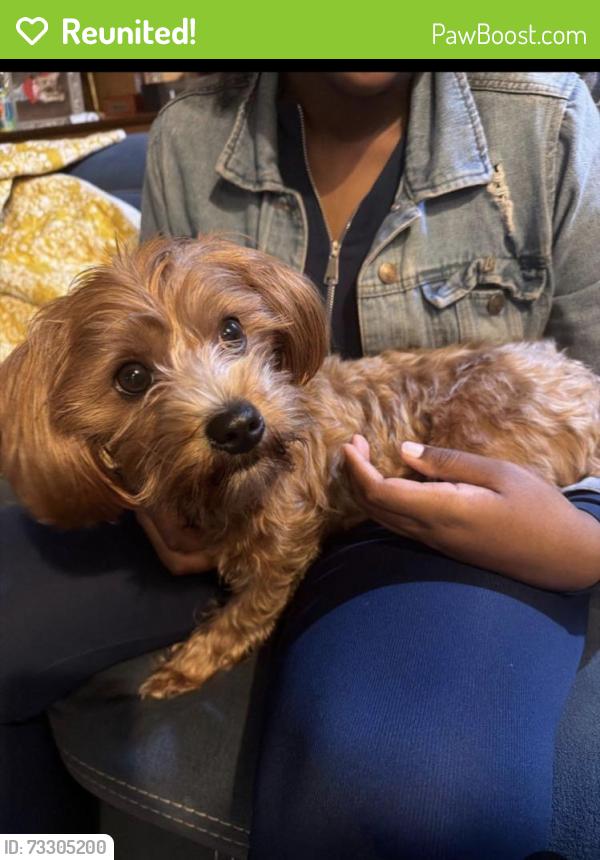 Reunited Female Dog last seen Hawkcrest Cove South, Memphis, TN 38016
