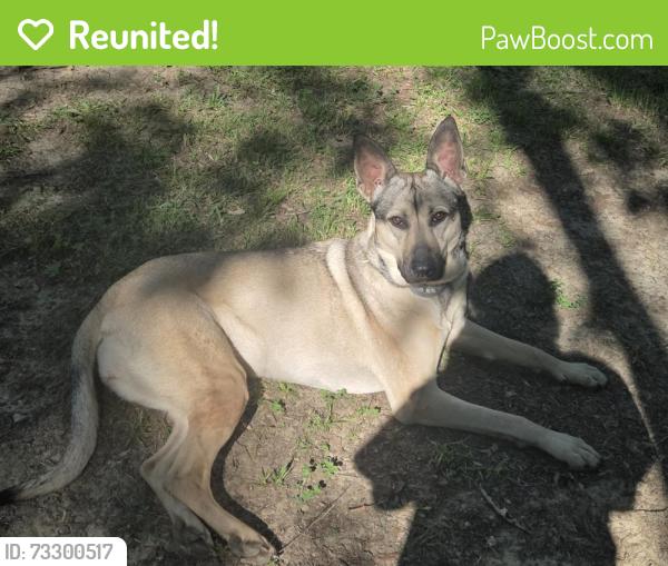 Reunited Female Dog last seen Near Coleridge Drive, Dunn NC, Dunn, NC 28334