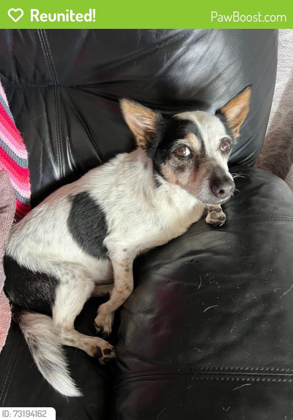 Reunited Male Dog last seen Wallace Ave, New Castle, PA 16101