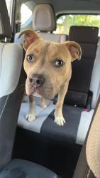 Found/Stray Male Dog last seen Penn ave and west 56th street, Minneapolis, MN 55419