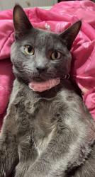 Reunited Male Cat last seen Near N Lawndale Ave, Chicago, IL 60651, USA, Chicago, IL 60651