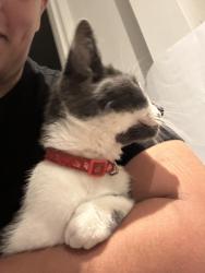 Reunited Female Cat last seen Yerbury Road n19 next to Whittington Park, Archway, England N19 4RS