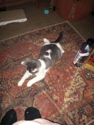 Lost Female Cat last seen Near 5/8 Iowa Avenue, Los Angeles, CA 90025, Los Angeles, CA 90025