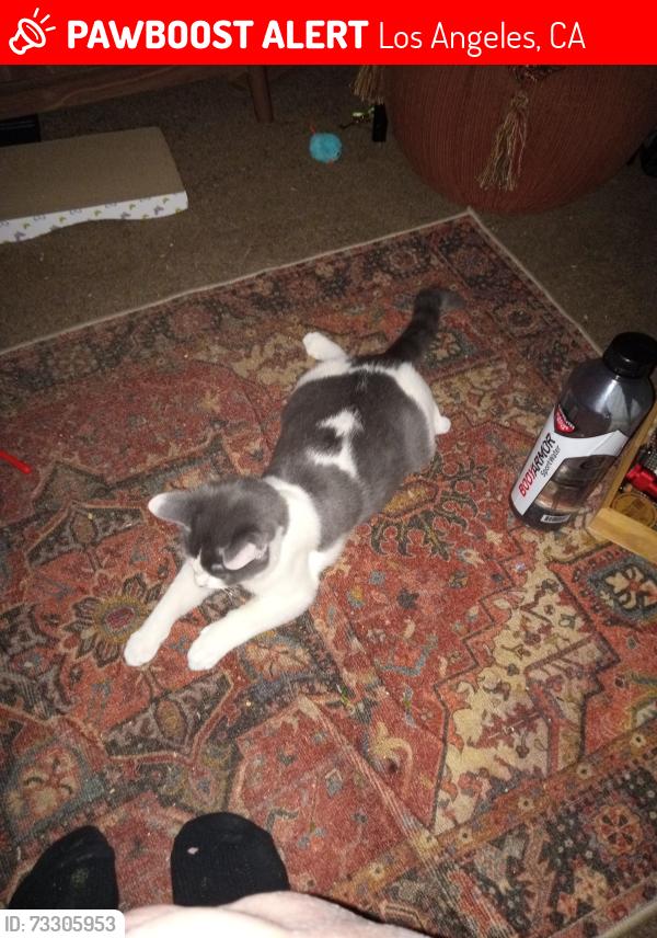 Lost Female Cat last seen Near 5/8 Iowa Avenue, Los Angeles, CA 90025, Los Angeles, CA 90025