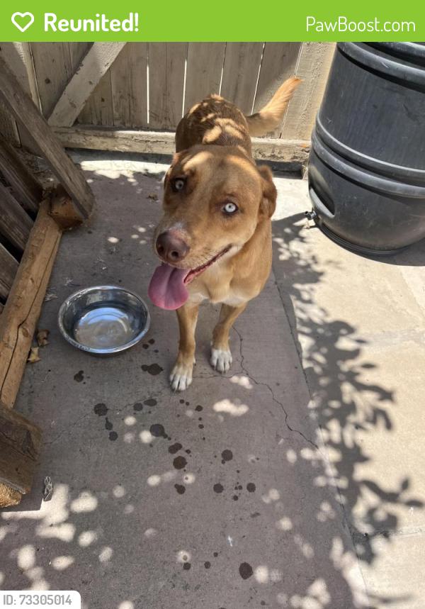 Reunited Male Dog last seen Via Cafetal, San Marcos, CA 92069