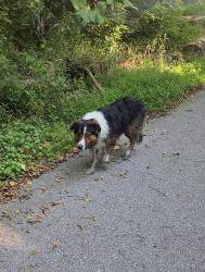 Reunited Male Dog last seen In the woods on the trail between Wolf Run and Hunters Crossing neighborhoods., Indianapolis, IN 46239