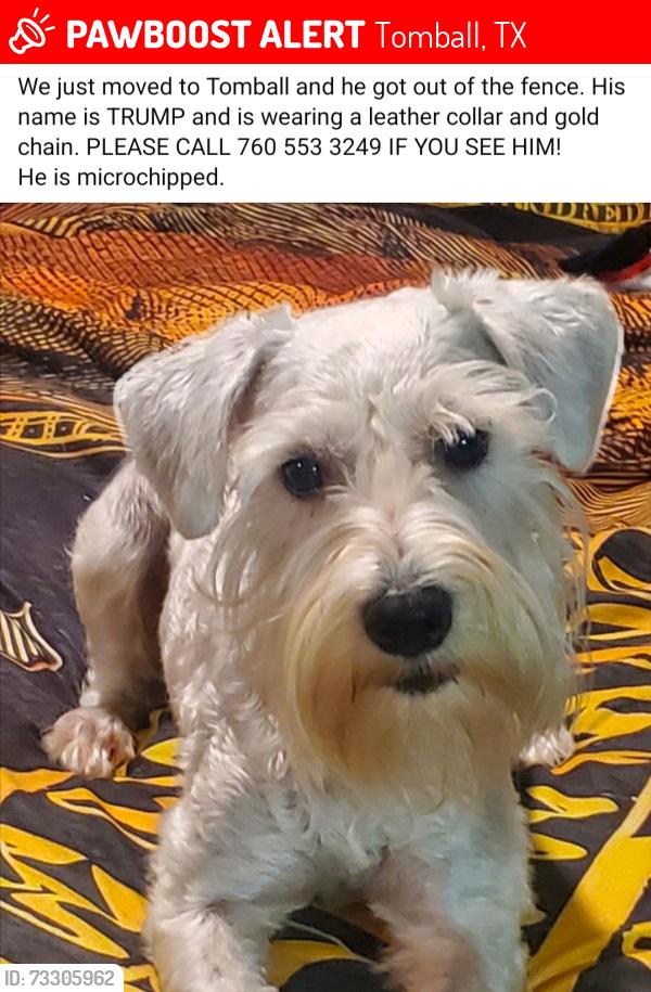 Lost Male Dog last seen Three Lakes Plaza neighborhood, Tomball, TX 77375
