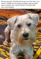 Lost Male Dog last seen Three Lakes Plaza neighborhood, Tomball, TX 77375