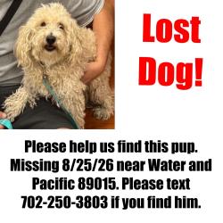 Reunited Male Dog last seen Water St & Pacific, Henderson, NV 89015