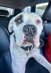 Found/Stray Male Dog last seen Pinnacle shopping, Bristol, TN 37620