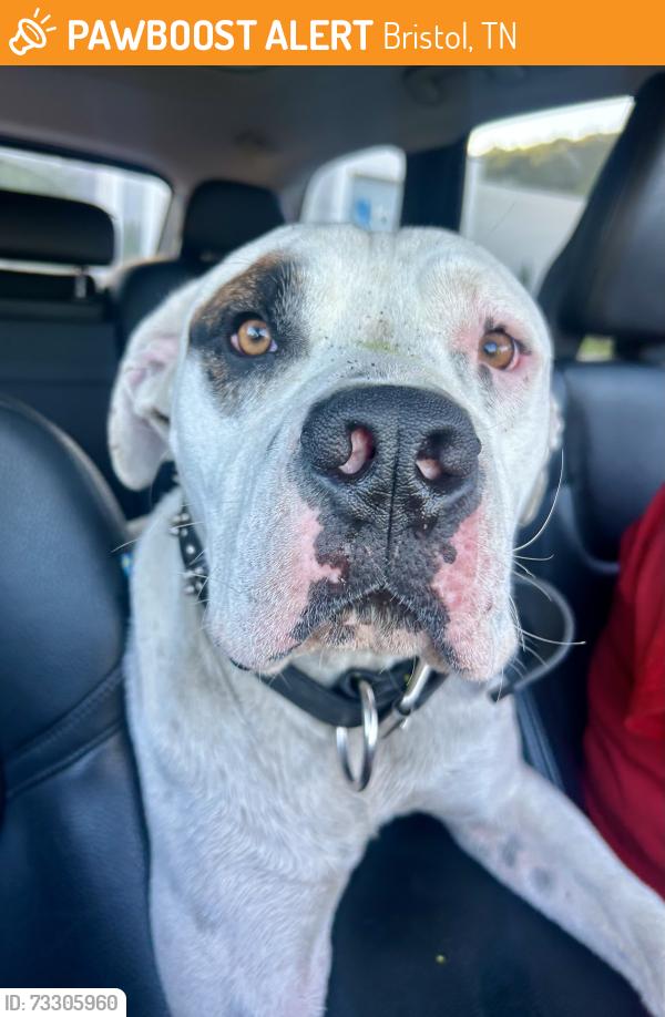 Found/Stray Male Dog last seen Pinnacle shopping, Bristol, TN 37620