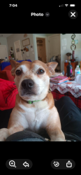 Reunited Male Dog last seen court st, Plymouth, MA 02360