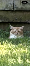 Found/Stray Unknown Cat last seen Staying in an outbuilding by me on Dorse Rd. I’m feeding it., Lewisville, NC 27023