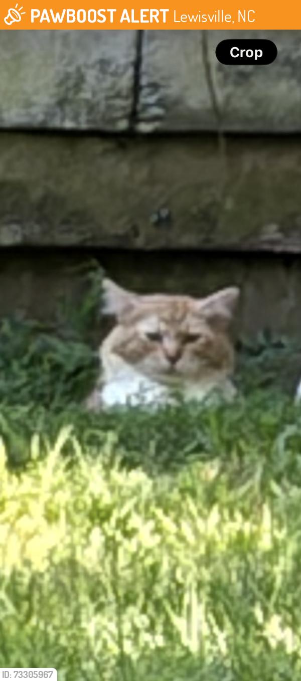 Found/Stray Unknown Cat last seen Staying in an outbuilding by me on Dorse Rd. I’m feeding it., Lewisville, NC 27023