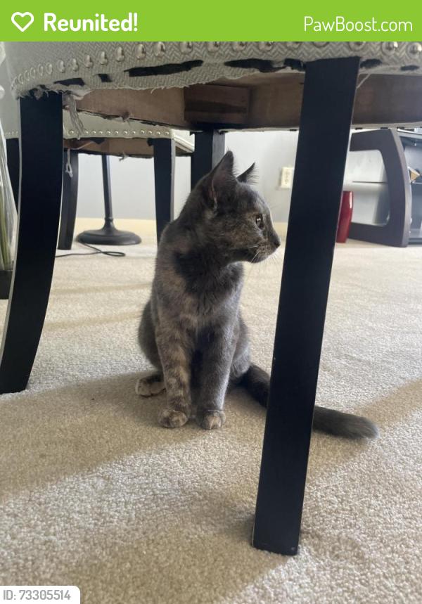 Reunited Unknown Cat last seen In my hse, Calgary, AB T2X 0B8
