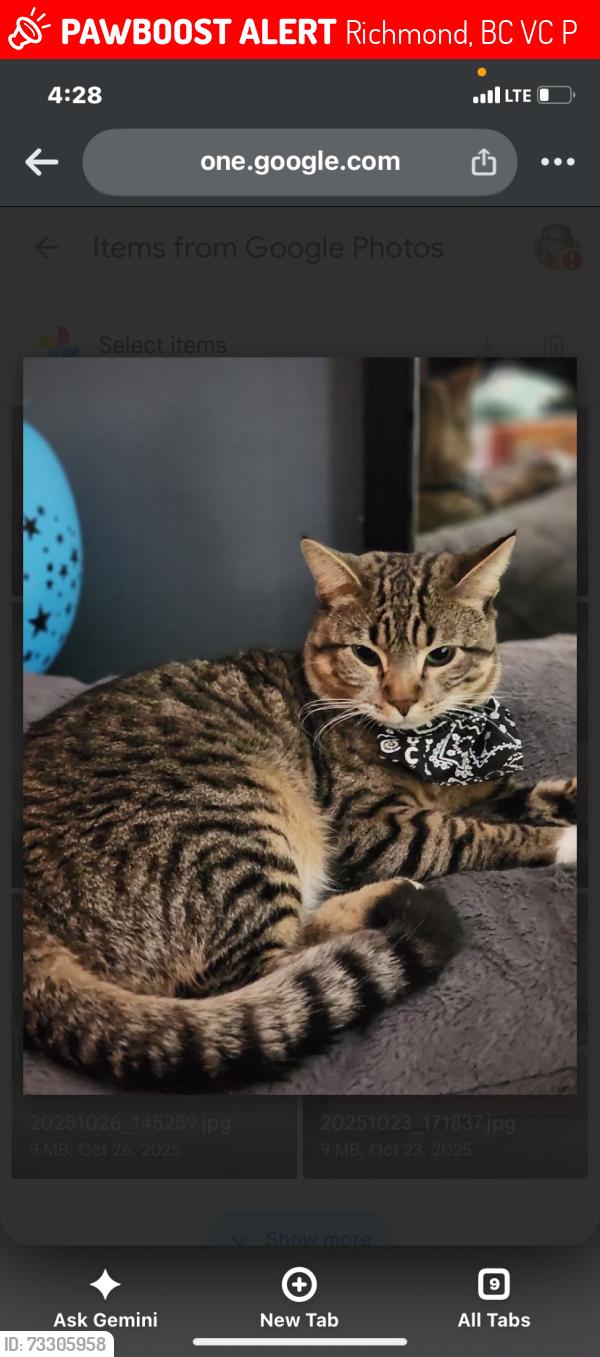 Lost Male Cat last seen 2rd and blundell, Richmond, BC V7C 4P4