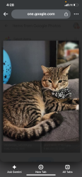 Lost Male Cat last seen 2rd and blundell, Richmond, BC V7C 4P4