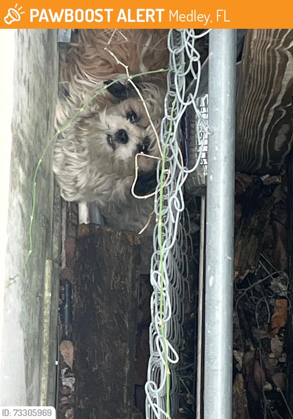 Found/Stray Male Dog last seen Near th terrace Miami to 33147, Medley, FL 33166