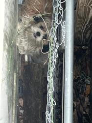 Found/Stray Male Dog last seen Near th terrace Miami to 33147, Medley, FL 33166
