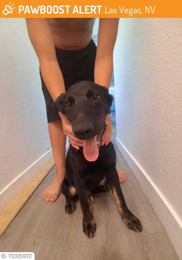 Found/Stray Male Dog last seen Sandy Ln, Las Vegas, NV 89110
