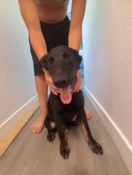 Found/Stray Male Dog last seen Sandy Ln, Las Vegas, NV 89110