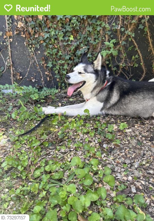 Reunited Unknown Dog last seen Poplar St, Alcoa, TN 37701