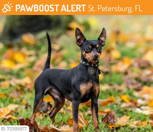 Found/Stray Unknown Dog last seen 16th St 17th St N, St. Petersburg, FL 33714