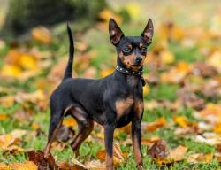 Found/Stray Unknown Dog last seen 16th St 17th St N, St. Petersburg, FL 33714