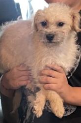 Reunited Male Dog last seen Near Rd 5708, Cleveland, TX 77327, USA, Cleveland, TX 77327