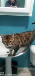 Lost Female Cat last seen Dalson and sweeter, Twin Lake, MI 49457