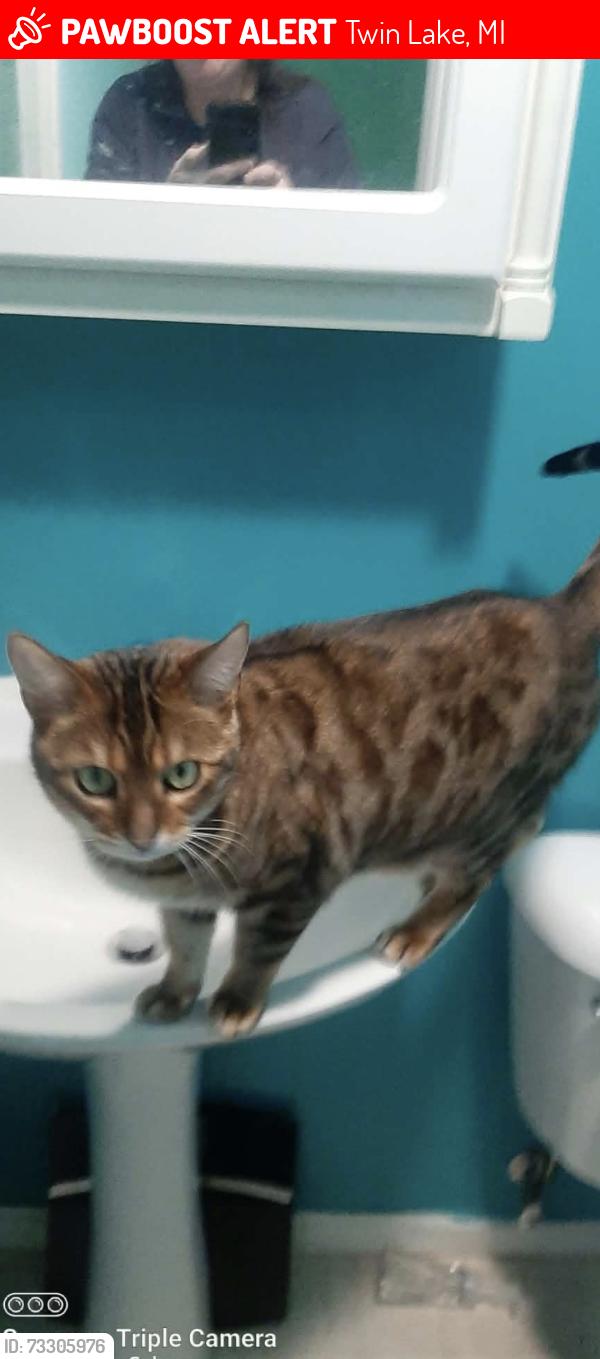 Lost Female Cat last seen Dalson and sweeter, Twin Lake, MI 49457