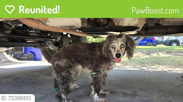 Reunited Female Dog last seen Walnut Creek, Mansfield, TX 76063