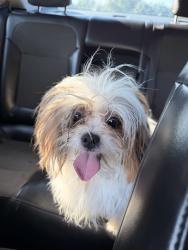 Found/Stray Female Dog last seen Near Laredo ave 63138, Spanish Lake, MO 63138