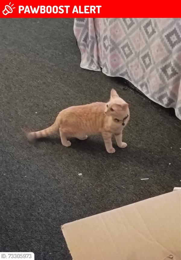 Lost Female Cat last seen Galley and Academy, Colorado Springs, CO 80909