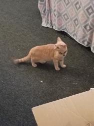 Lost Female Cat last seen Galley and Academy, Colorado Springs, CO 80909