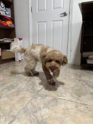 Reunited Male Dog last seen Near E 47th St, Hialeah, FL 33013, USA, Hialeah, FL 33013