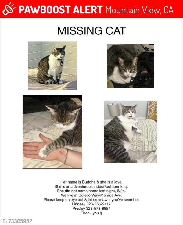Lost Female Cat last seen Borello Way and Moraga Drive, Mountain View, CA 94041