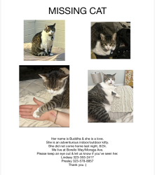 Lost Female Cat last seen Borello Way and Moraga Drive, Mountain View, CA 94041