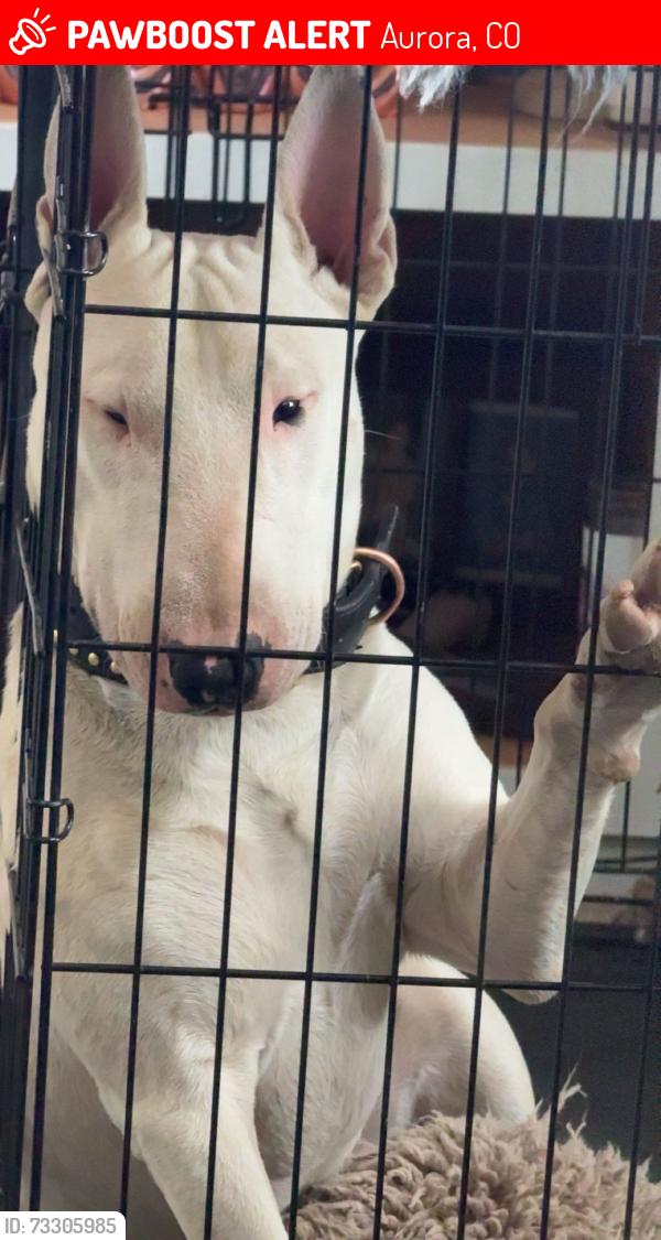 Lost Male Dog last seen Chenango and Himalaya, Aurora, CO 80015